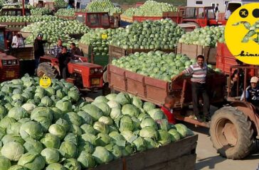 Kupus, krumpir i ostali demoni